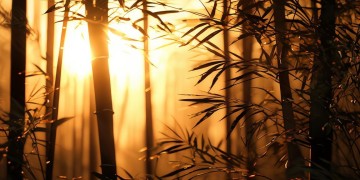 火影手游能匿名名称吗？